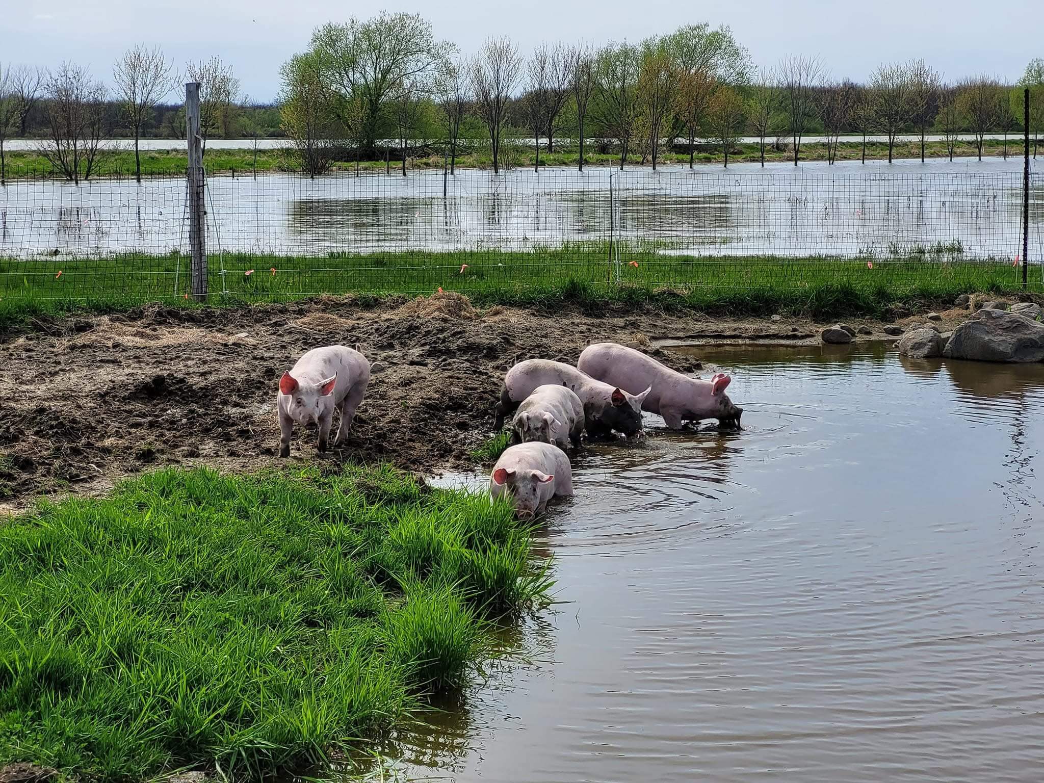 Les cochons de Beaulac Ferme Familiale s'amusant dans la boue dans leur enclos.