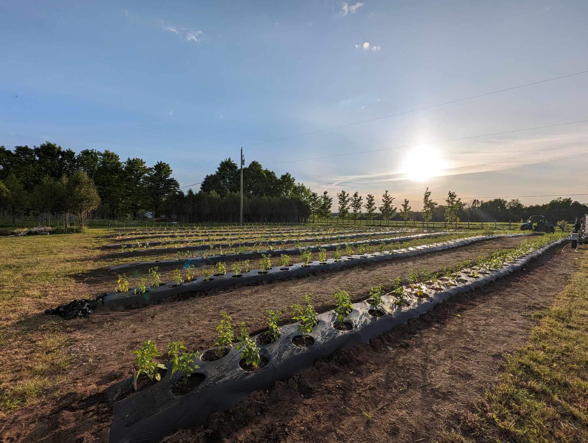 Coucher de soleil sur un champs de légumes chez Les brasseurs de légumes