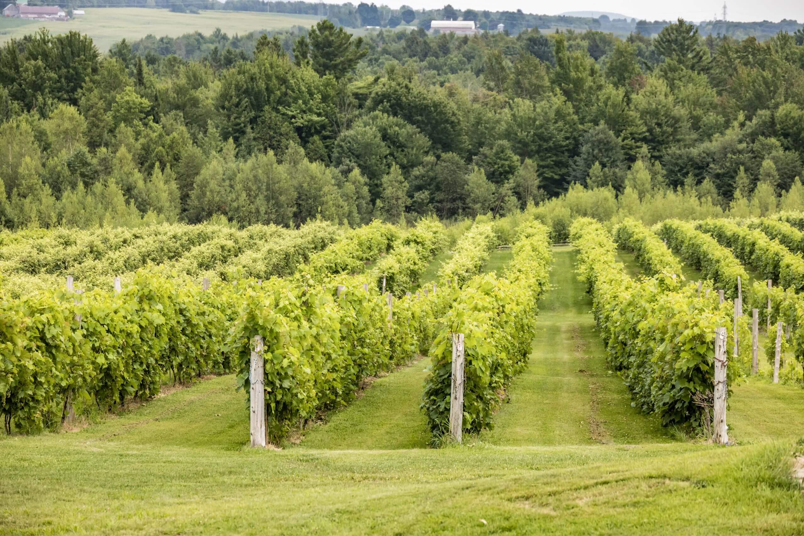 Des rangées de vignes sur le vaste terrain du vignoble Côtes du Gavet.