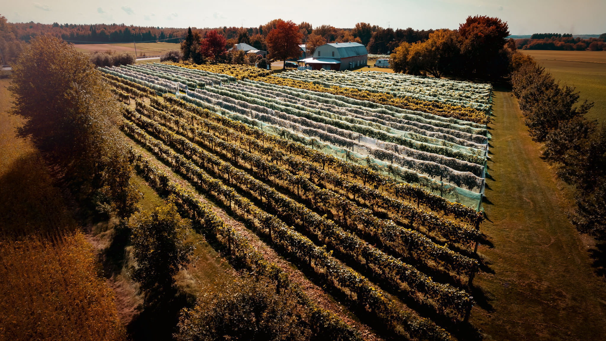 Vue aérienne du Vignoble Domaine du Saule, avec sa grange et ses nombreuses vignes.