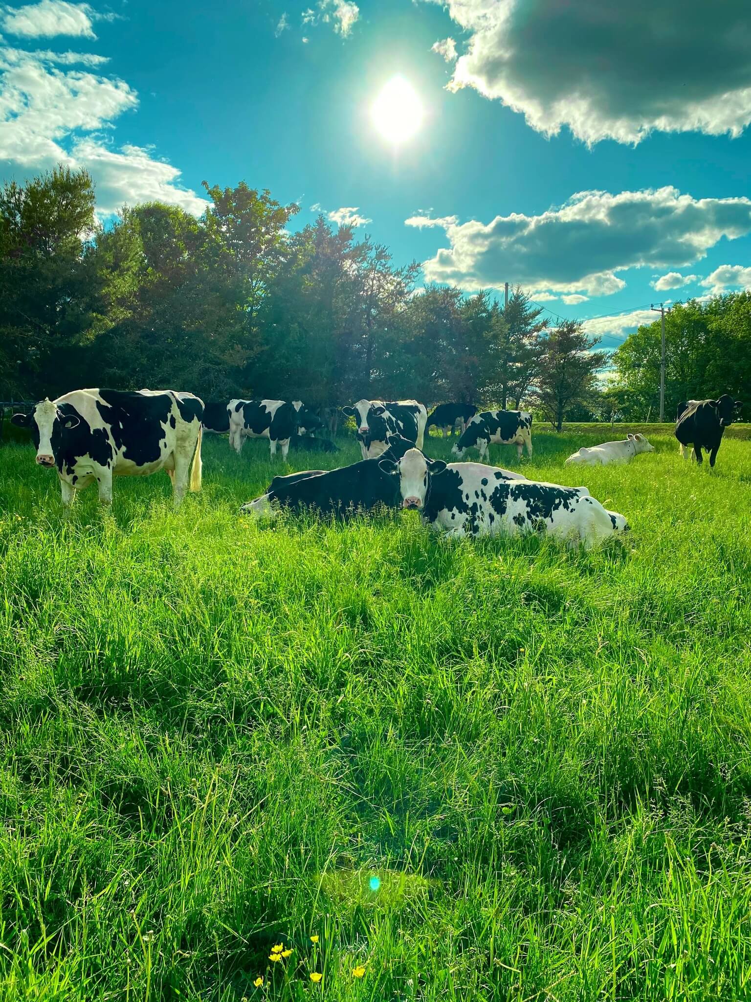 Des vaches au pâturage représentant la production laitière durable derrière les produits de la Fromagerie Deschaillons.