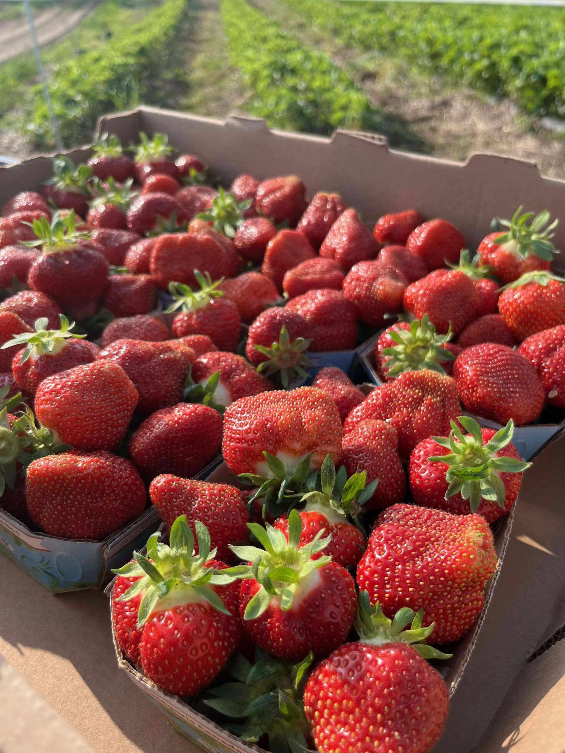 Paniers de fraises cultivées au Jardin des Buttes.