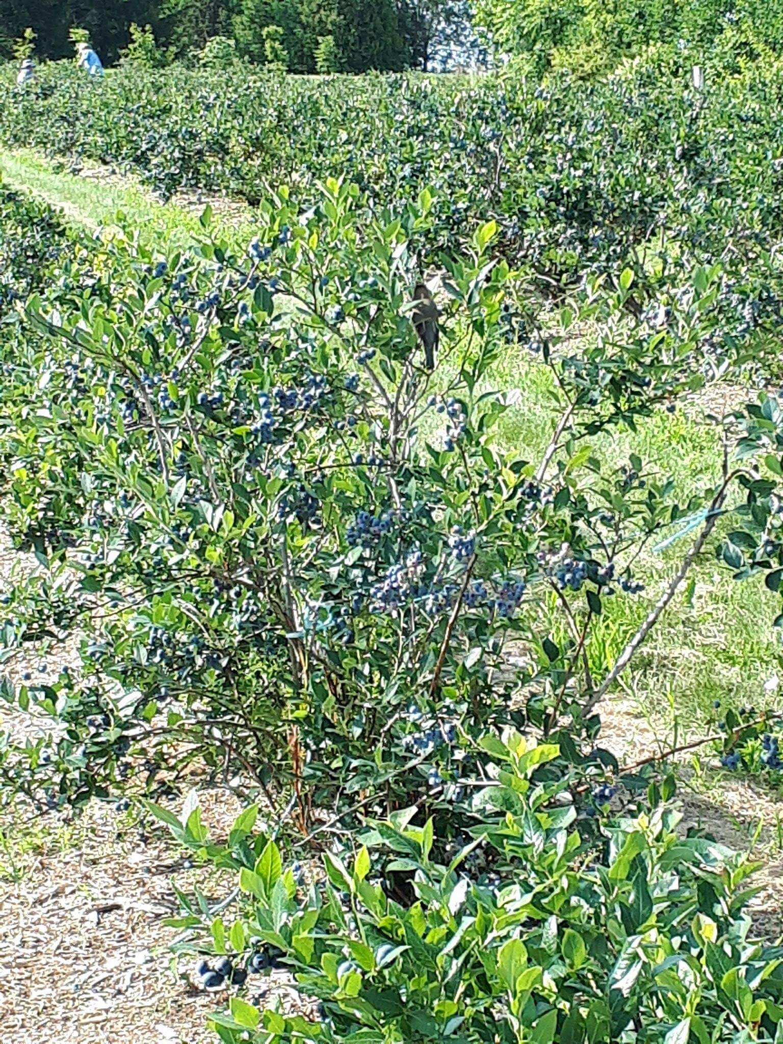 Un arbuste à bleuets plein de petits fruits à la Ferme d'Evélyne.