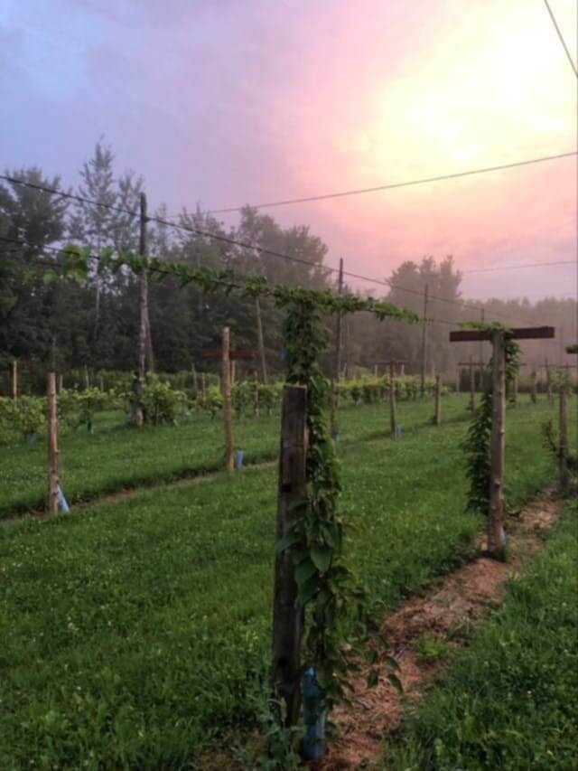 Coucher de soleil sur les plants de fruits de Jardins un brin de folie.
