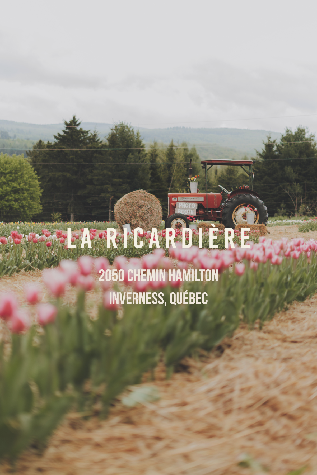 Un tracteur rouge dans le champ de tulipes de La Ricardière, avec l'adresse de la ferme inscrite sur la photo (2050, chemin Hamilton, Inverness).