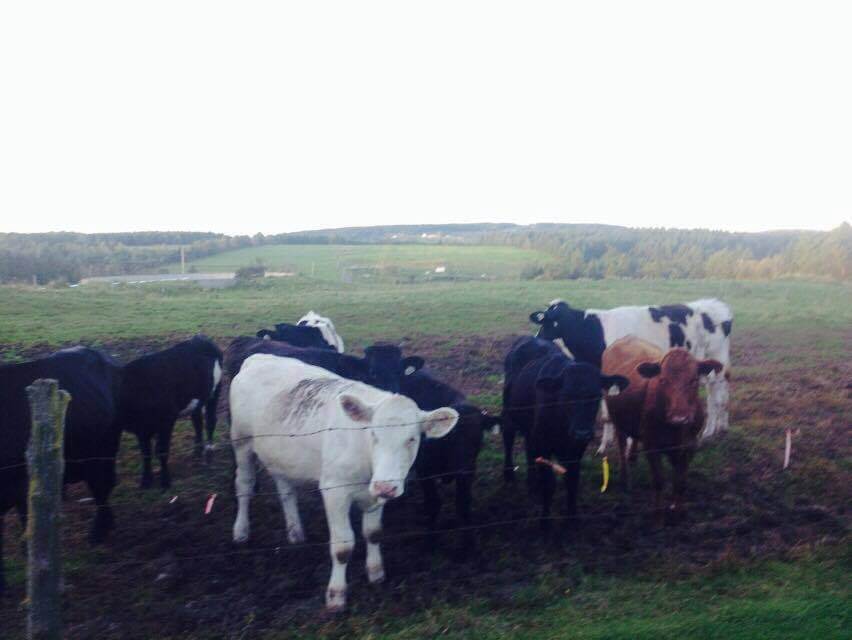Des veaux de la Ferme Ludré dans un champ.
