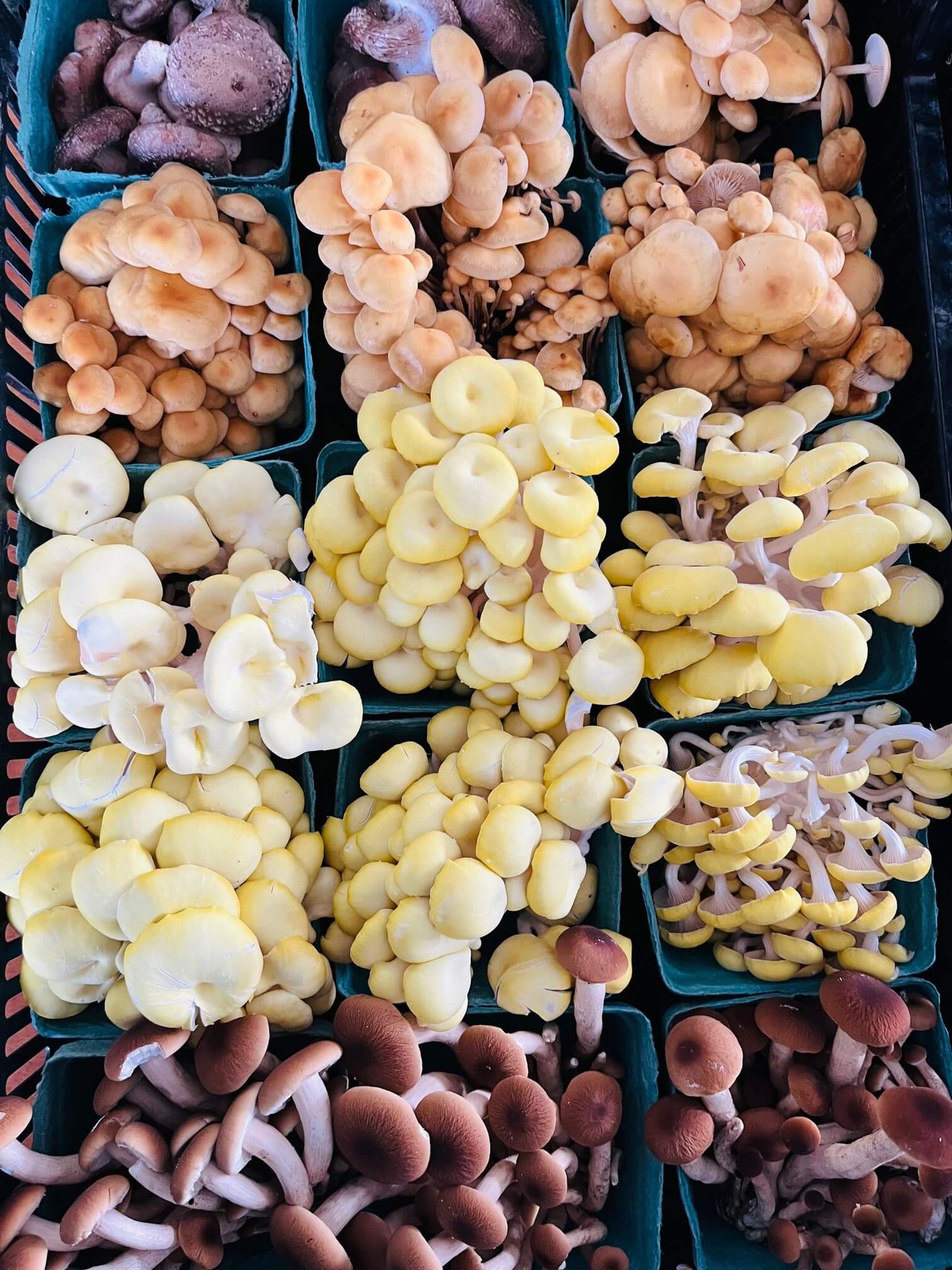 Plusieurs contenants débordant de différentes espèces de champignons cultivées chez Umami champignon.