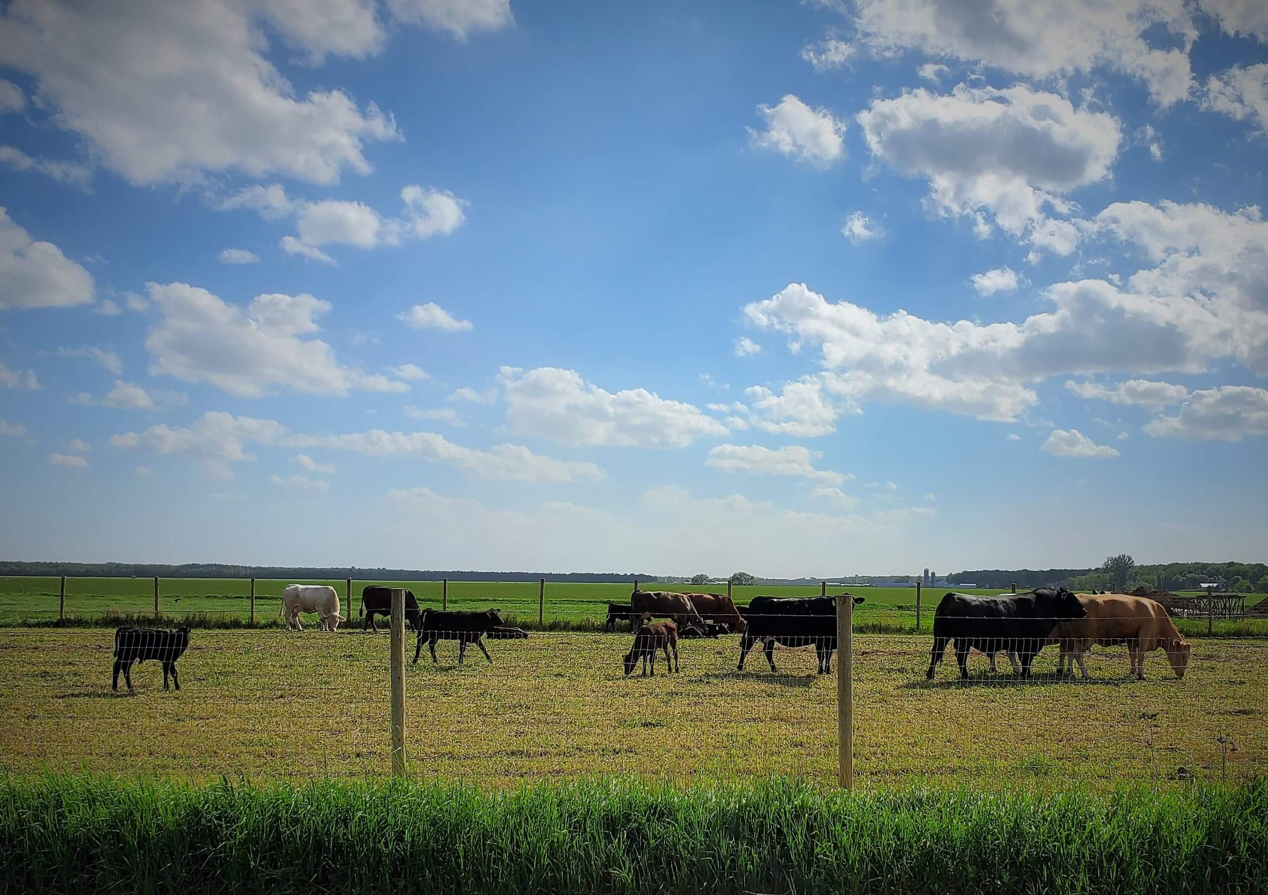 Les animaux d'élevage de la Ferme Bibomeau en train de manger dans les champs.