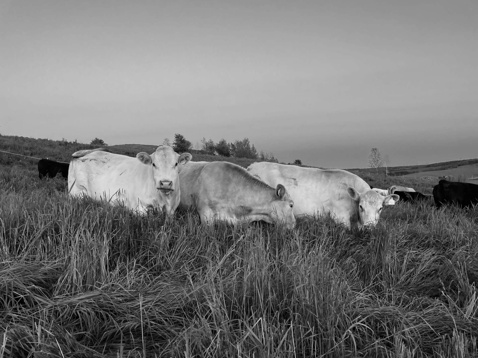 Photos en noir et blanc de boeufs et de vaches dans les champs de la Ferme Joliboeuf.