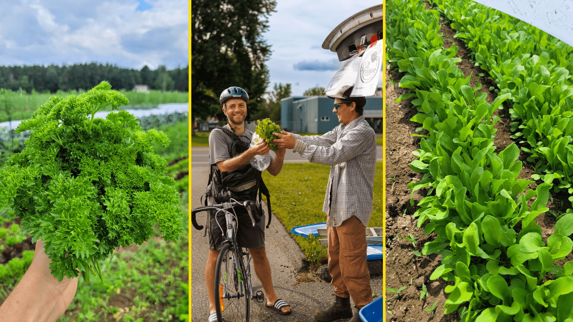 Un client se procure des légumes et des pousses de L'Or du Potager.