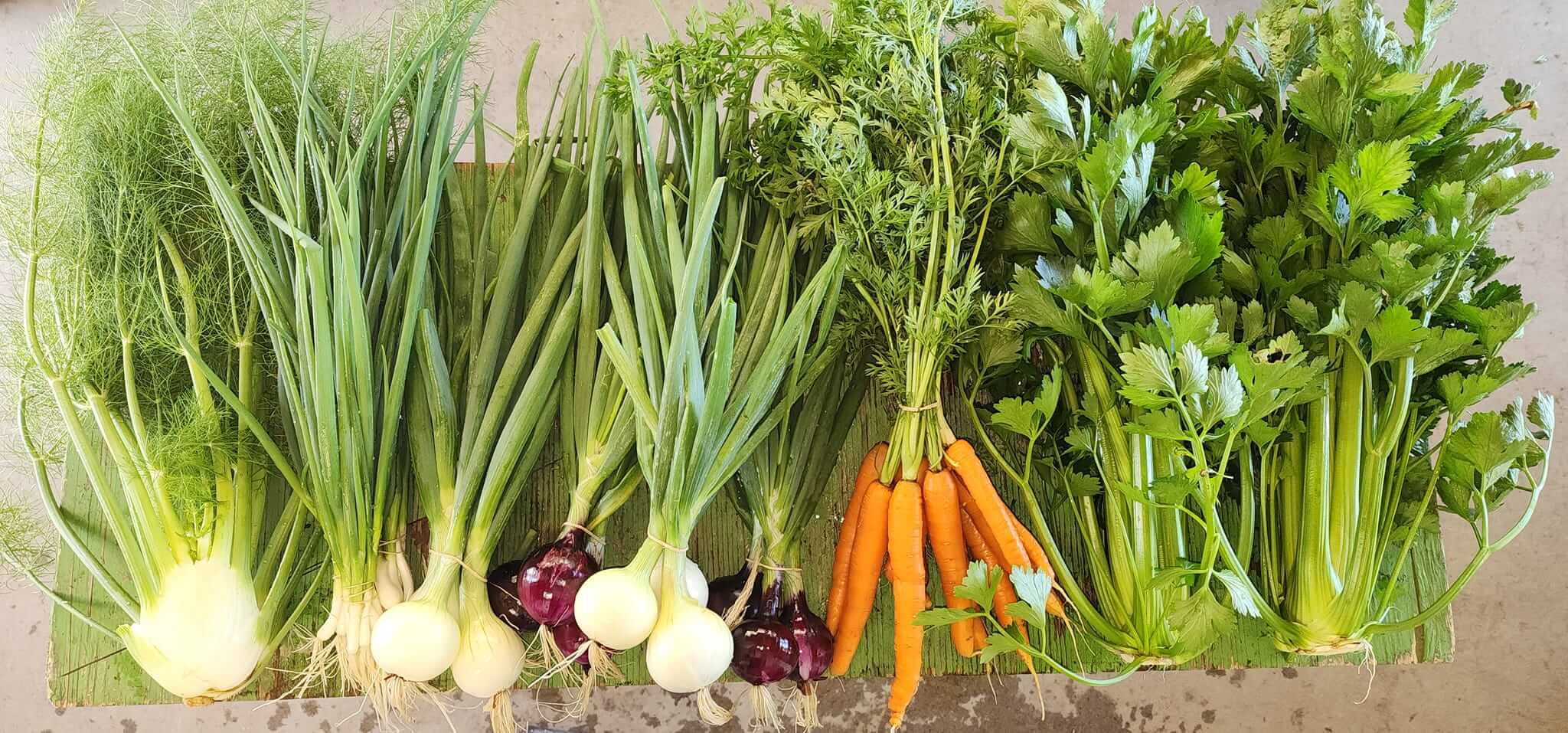 Oignons, carottes et céleris cultivés chez Serres et Saveurs d'Ana.