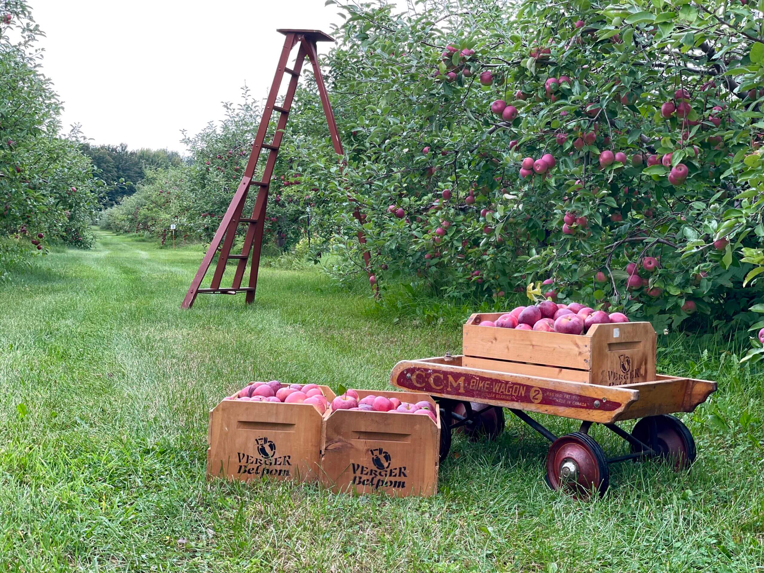 Cueillette de pommes dans le Verger Belpom avec des brouettes et des caisses de bois.