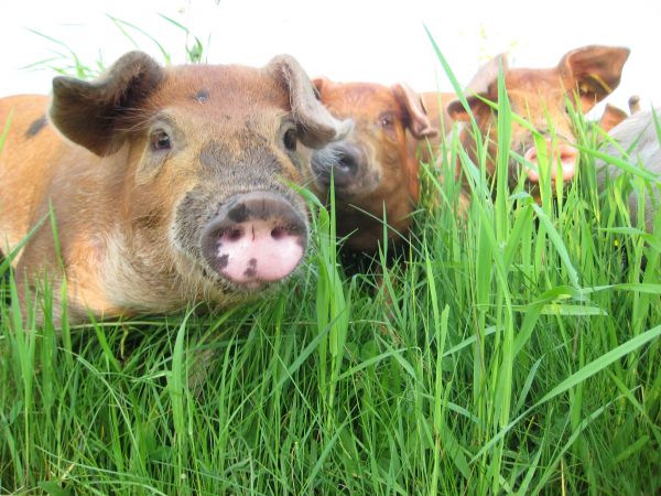 3 porcs au pâturage à la Ferme des Hautes Terres